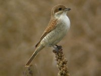 Red-backed Shrike - Rainham Marshes - 6th September 2007.JPG