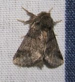 moths 2sep Fr.jpg