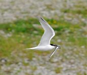 sandwich tern flying.jpg