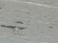 Breydon Water RSPB White Rumped Sandpiper 1.jpg