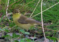 willow warbler templetown sept 07.jpg