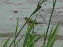 Wagtail Yellow Titchwell   050804.jpg