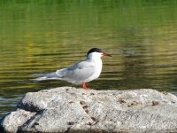 Common Tern.jpg