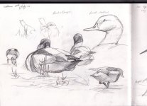 img-Shelduck015.jpg