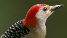 PECKER11.jpg