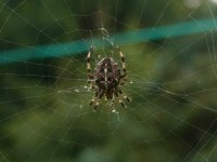 DS spider a. diadematus 1.jpg