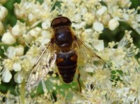 NET Hoverfly 004.jpg