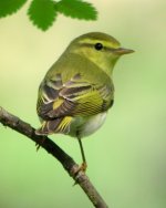 6383 wood warbler 3.jpg