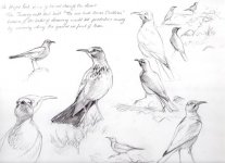 img-Hoopoe-Lark studio.jpg