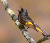 Redstart2.jpg