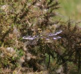 Dragonfly Rhayader  235_edited-copy.jpg