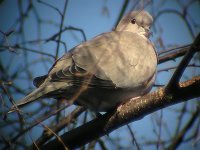 19132Collared_Dove.jpg