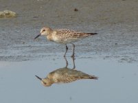 Baird's Sandpiper.jpg