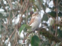 Rainham Marshes RSPB Red Backed Shrike 1.jpg