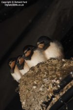 swallow nest _MG_0413 lw.jpg