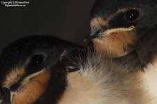 swallow nest crop.jpg