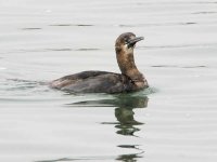 607-07691fem Juvenile Brandt's Cormorant.jpg