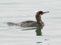 607-07692fem Juvenile Brandt's Cormorant.jpg