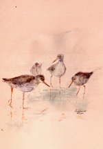 redshank2.JPG