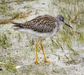 Sandpiper (2).jpg