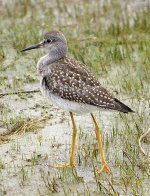 Sandpiper (3).jpg