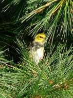 Black-throated Green.jpg