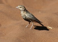 Dune-Lark-5.jpg