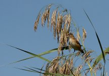 African-Marsh-Warbler.jpg