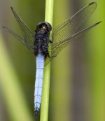 dragonfly.gx100.iso80.10.5mm.crop.adj R0014191.jpg