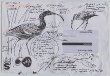 glossy ibis note.JPG