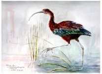 glossy ibis siddlesham07.JPG