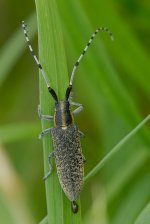 _DSC2060 Agapanthea villosoviridescens.jpg