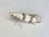 0450 Scythropia crataegella(Hawthorn Moth)a.jpg