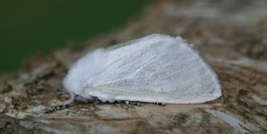 WHITE SATIN MOTH0279 copy.jpg