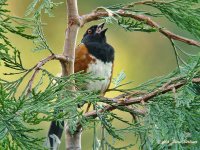 Spotted Towhee 7-3-07 DSC01703web.jpg