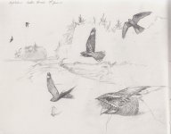 img-nightjars-sketch005-ema.jpg