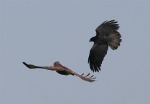 Buzzard and Crow in air.jpg