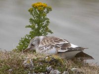 black-headed gull.jpg