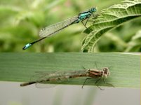 blue-tailed damselfly (m & f).jpg