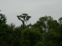 profile - great blue heron.jpg