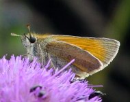 small-skipper-jul6--03.jpg