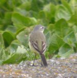 Yellow Wagtail050504d.jpg