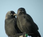 jackdaws 004.jpge.jpg