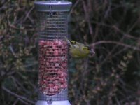 Copy of Siskin.jpg