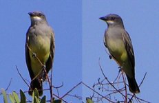 western_kingbird.jpg