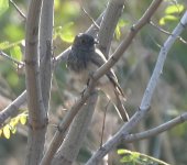 Flycatcher sp C.jpg