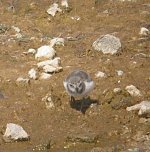 heron nest-2 033e.jpg