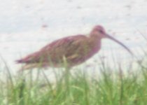 whimbrel.jpg