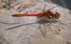 ruddy darter3.jpg