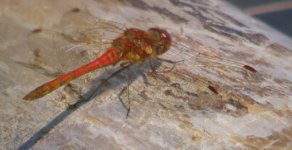 ruddy darter1.jpg